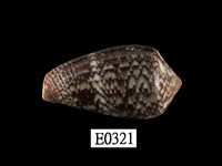 藏品(芋螺)的圖片